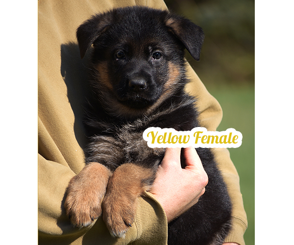 male long coat all black european showline German Shepherd Puppy for Sale in Maryland, Pennsyvania, West Virginia, Virginia, East Coast, the best German Shepherd breeder in the USA